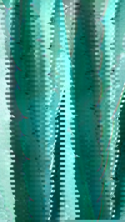 Close up of cactus
