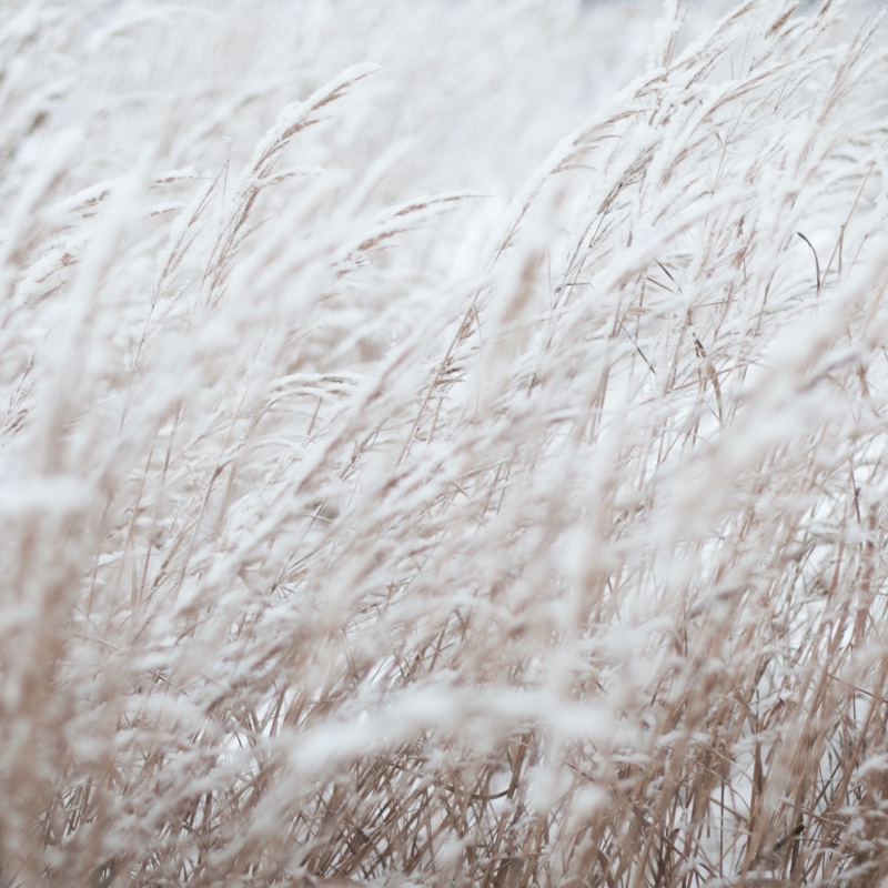 Wheat field