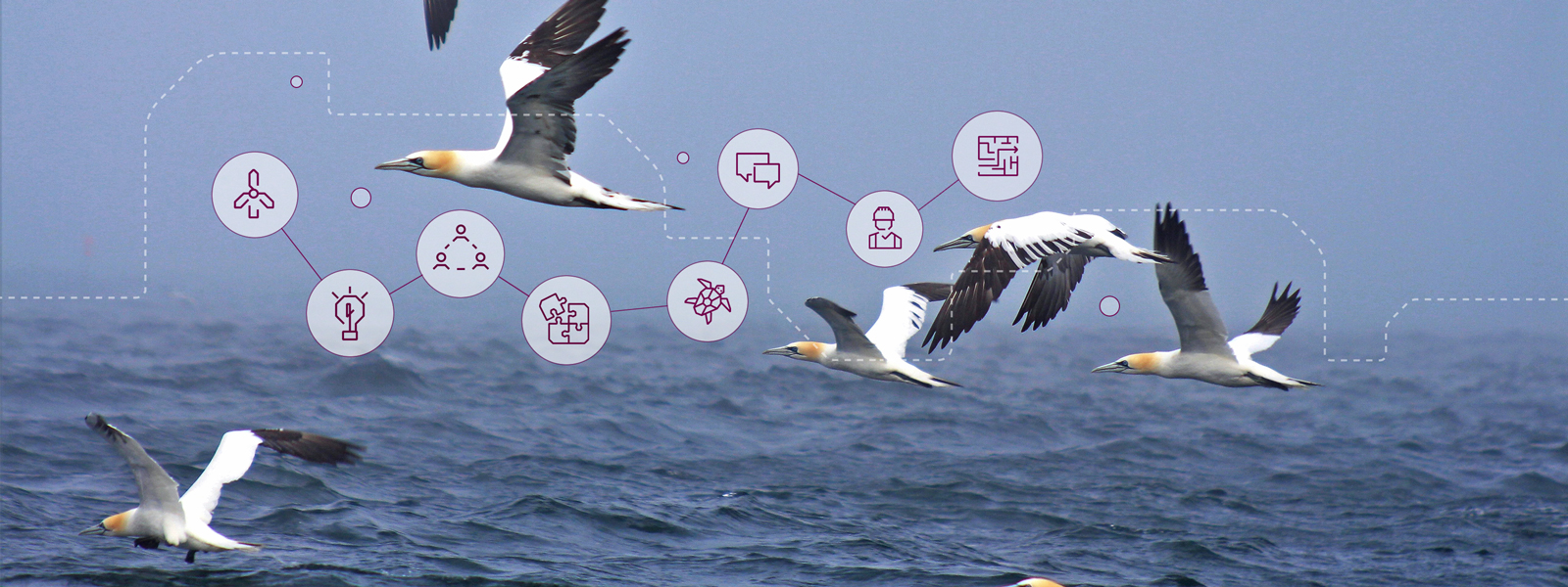 Artwork: a bird behaviour study changing how we think about offshore wind development