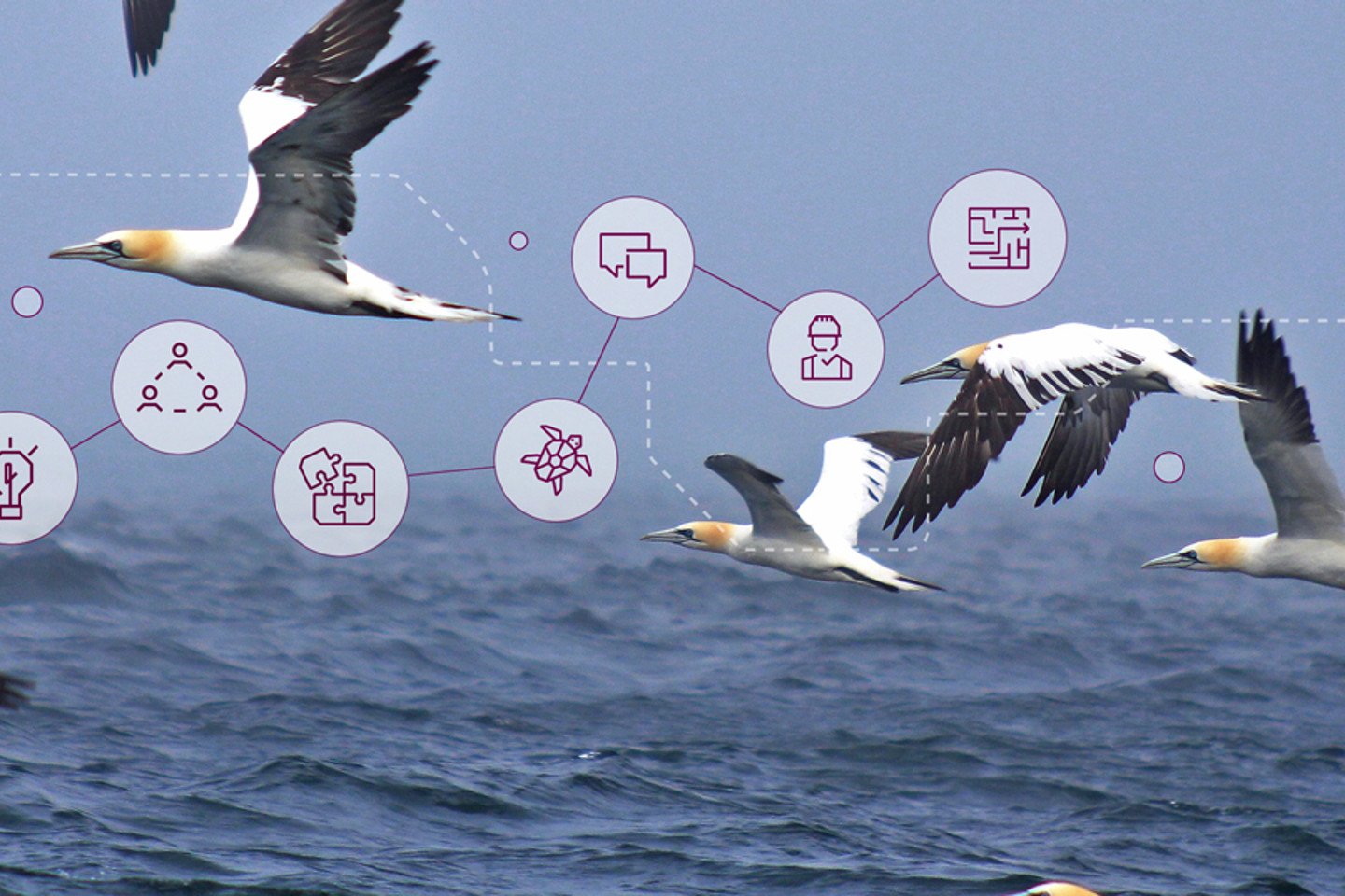 Artwork: a bird behaviour study changing how we think about offshore wind development