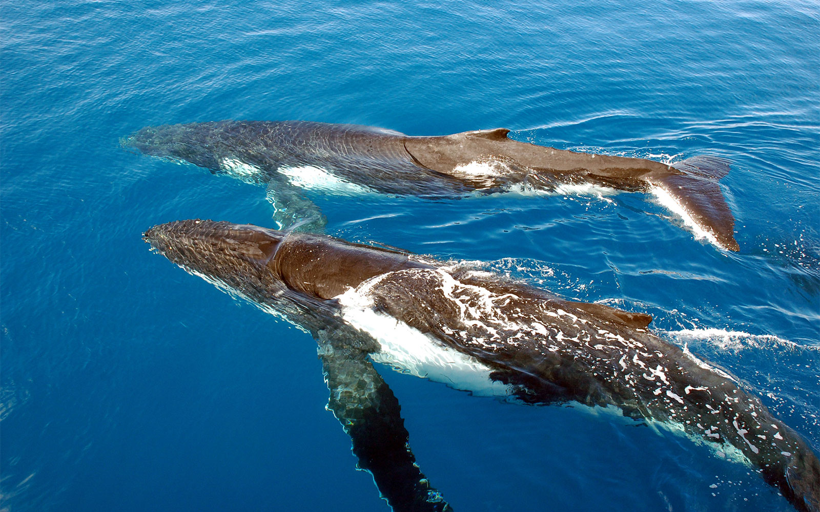 Two humpback whales breaching in clear blue water