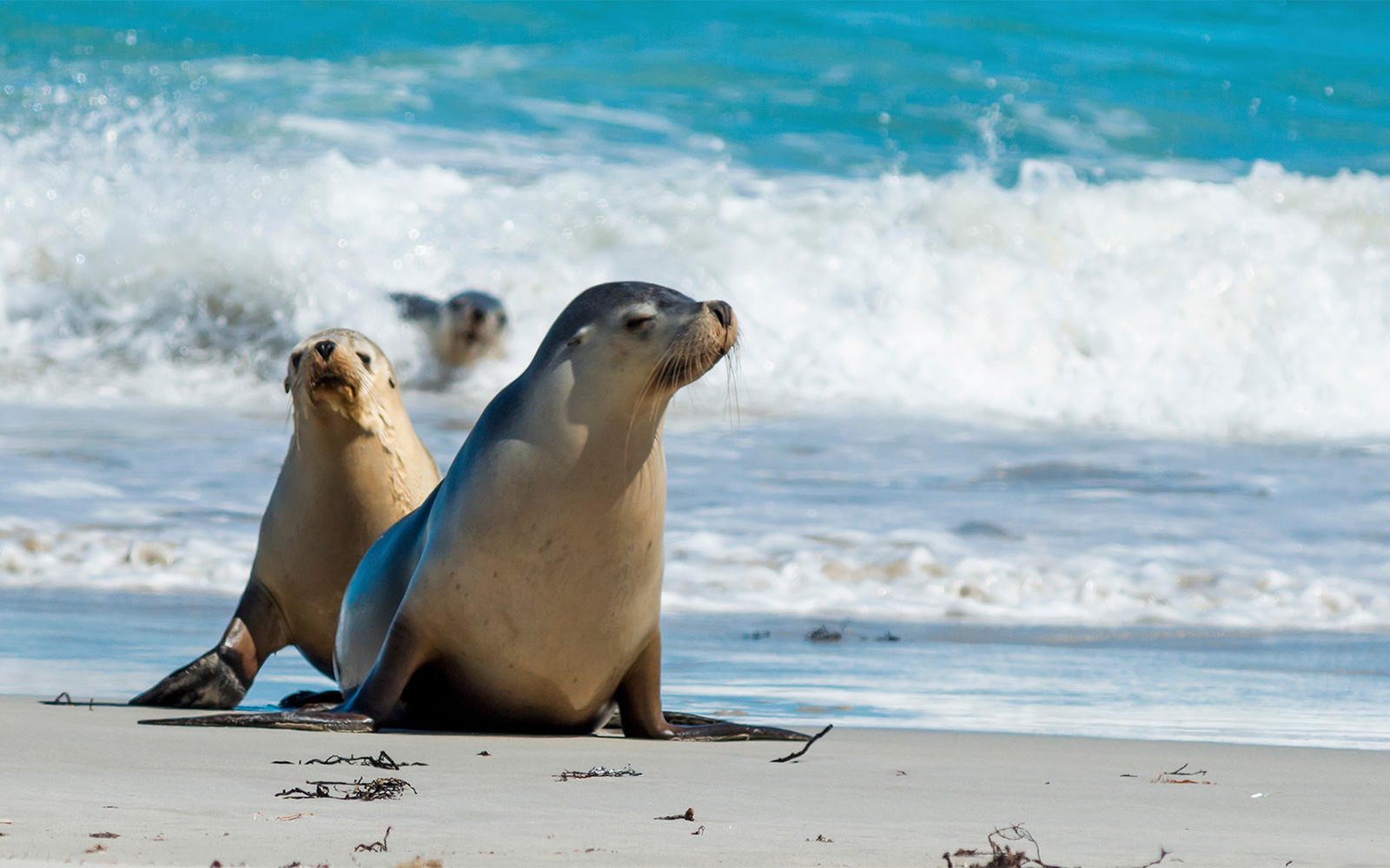 Two seals exiting the water on white sand beach - clear water and shore break in background with another seal riding the wave into the beach
