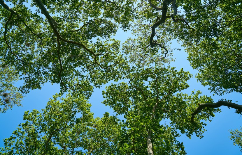 Photo looking upwards at the canopy of some trees with a blue sky in the background.
