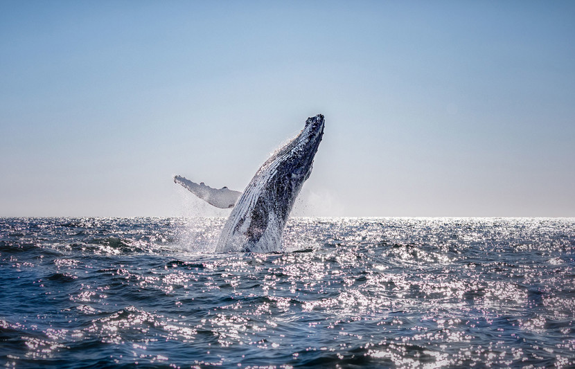 whale half out of water