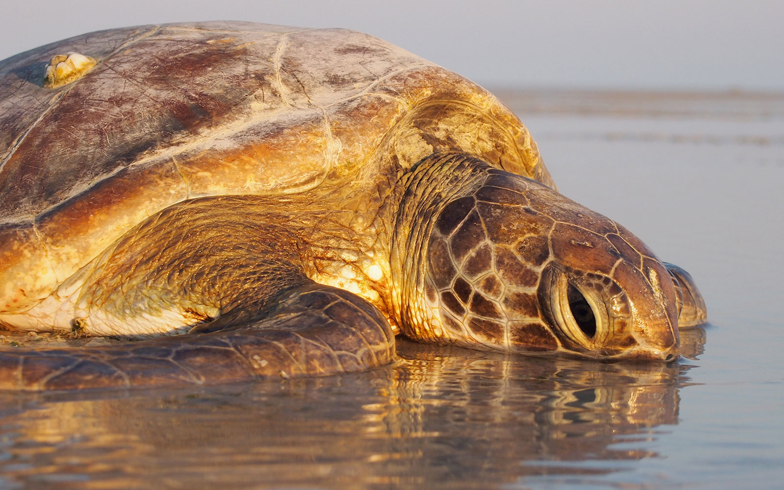 turtle at Cable Beach Australia