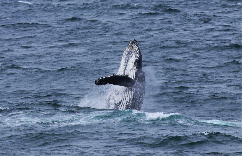 Humpback whale by Evana Douglas
