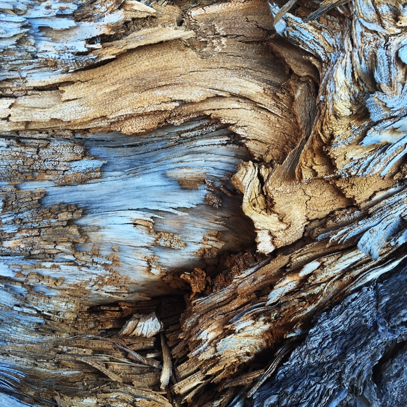 Abstract image of nature, tree with blue colours