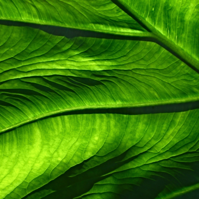 Close up of green leaf