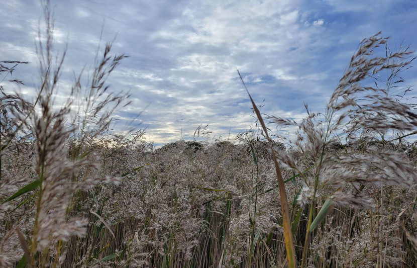 Phragmites australis – grasses in the area’s wetlands - FAST project Hunter region NSW