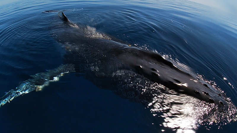 A friendly whale observed while RPS marine science team completes marine environmental survey work for Santos on the North West Shelf, Western Australia