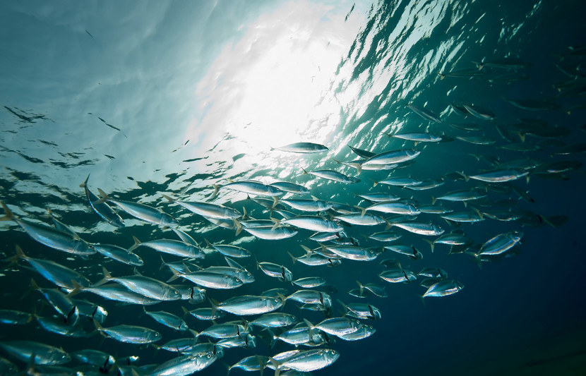 stock-image-mackerel.jpg