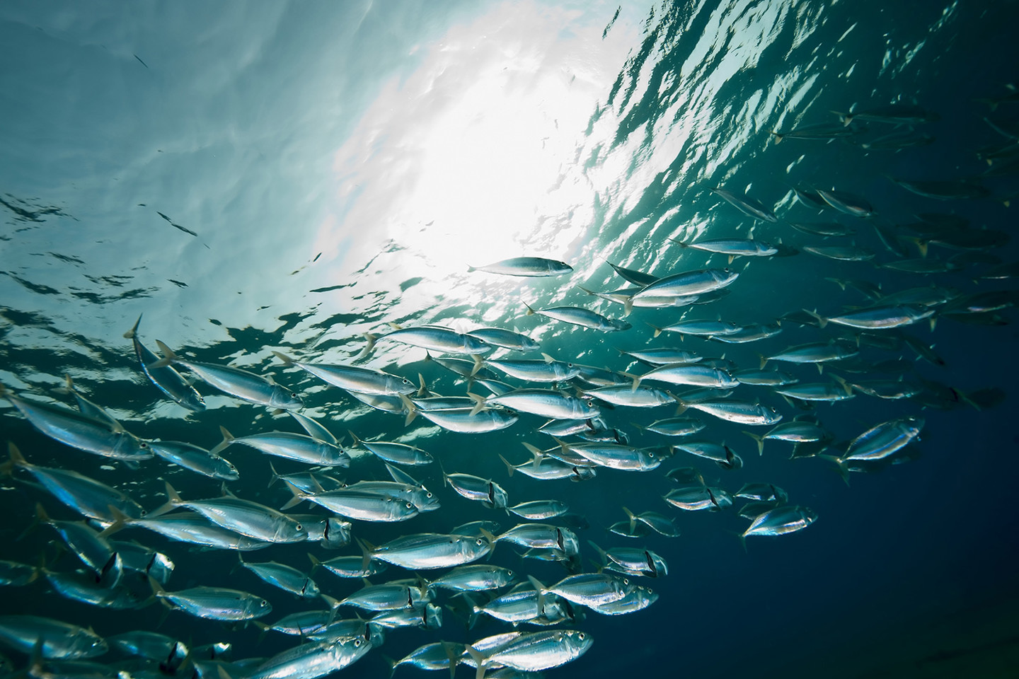 stock-image-mackerel.jpg
