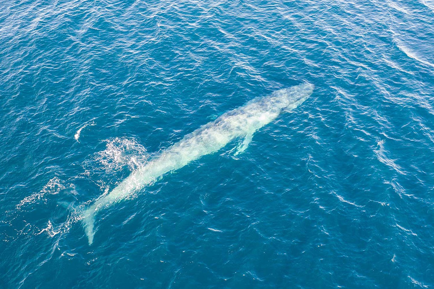 Data insights article - mapping pygmy blue whales for a proposed offshore wind farm development