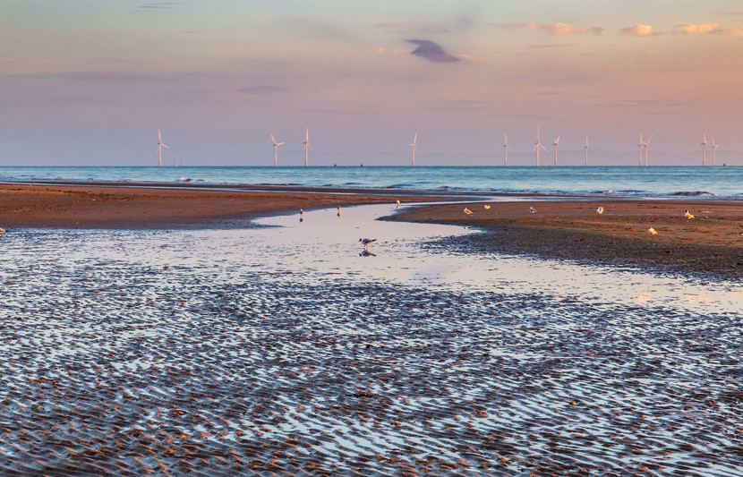 Seagulls on the beach with an offshore wind farm in the distance - Adobe Stock image