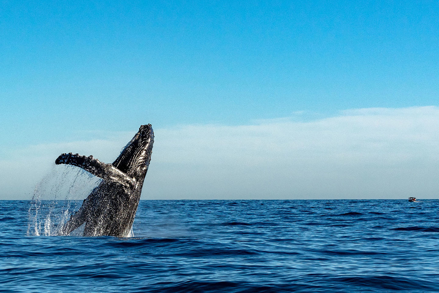 Humpback whale breach 