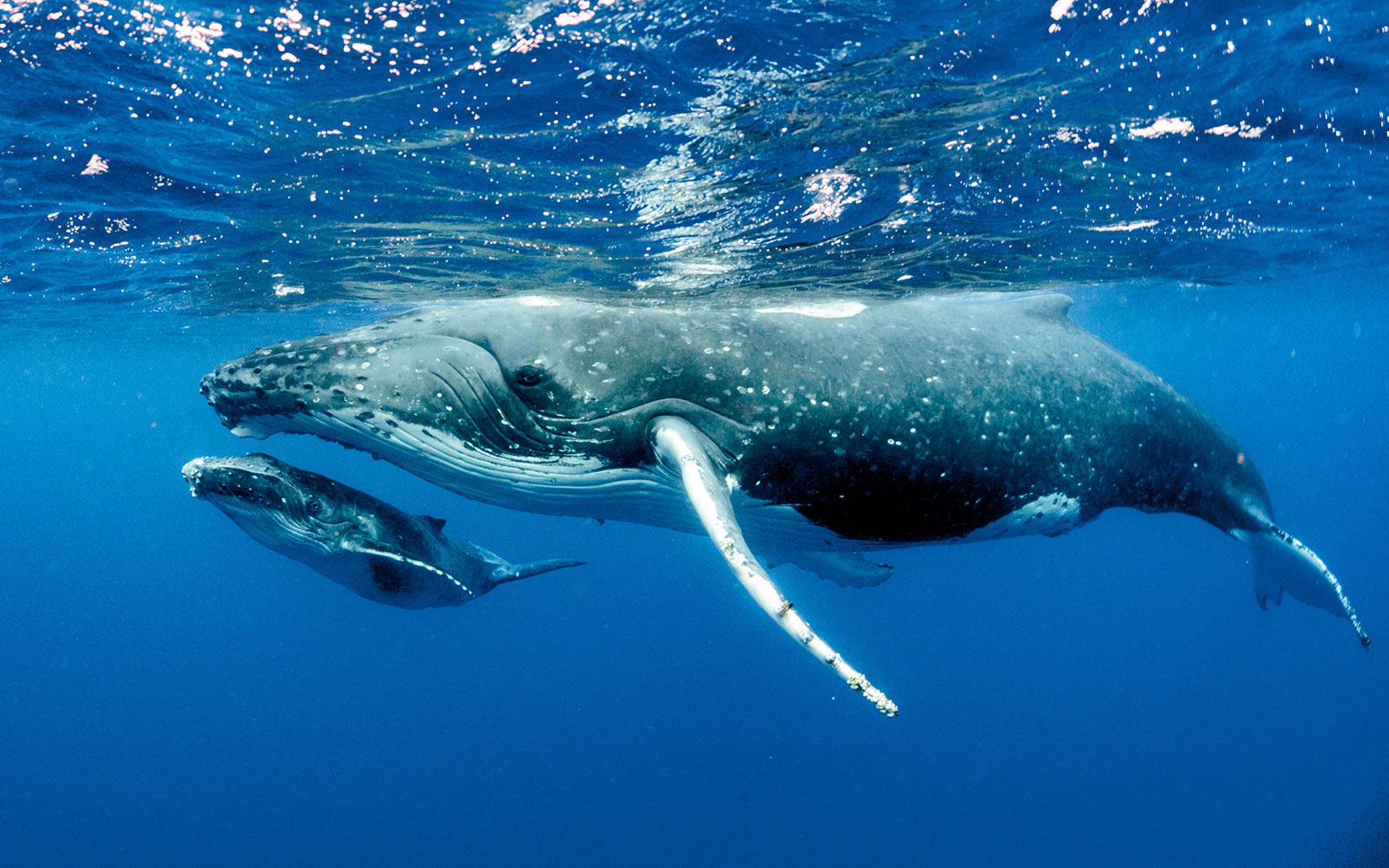 whale with baby