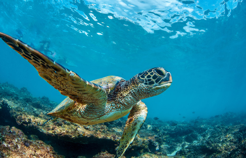 Sea turtle_1600x1000.jpg