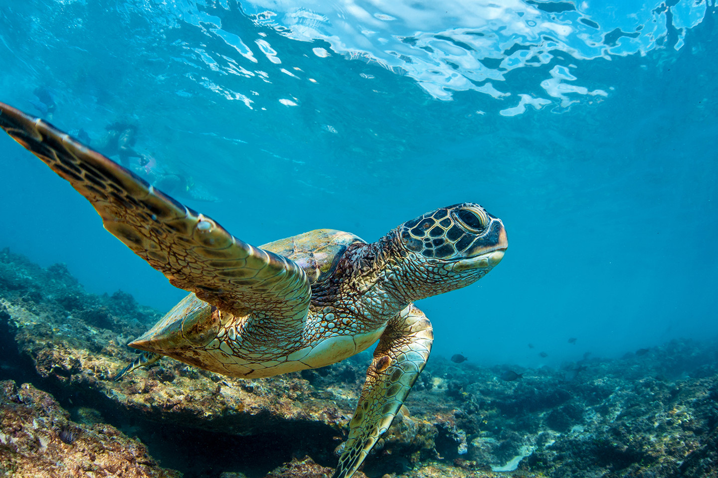 Sea turtle_1600x1000.jpg