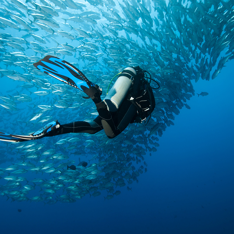 Deep sea diver amongst school of fish
