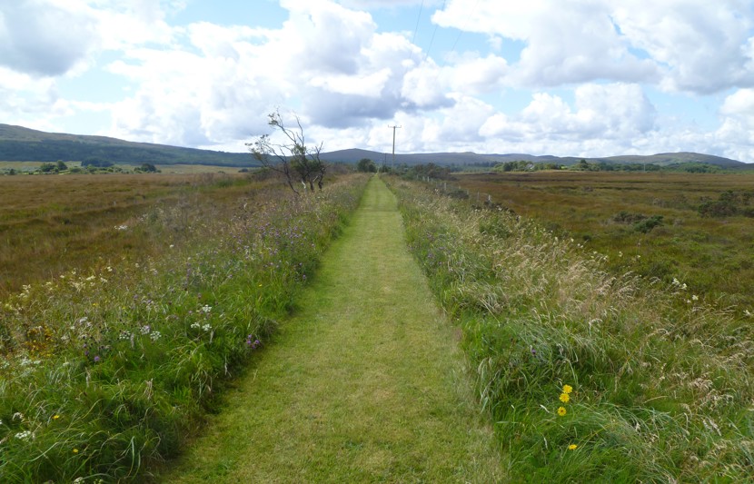 Photo of a grass path through a meadow.