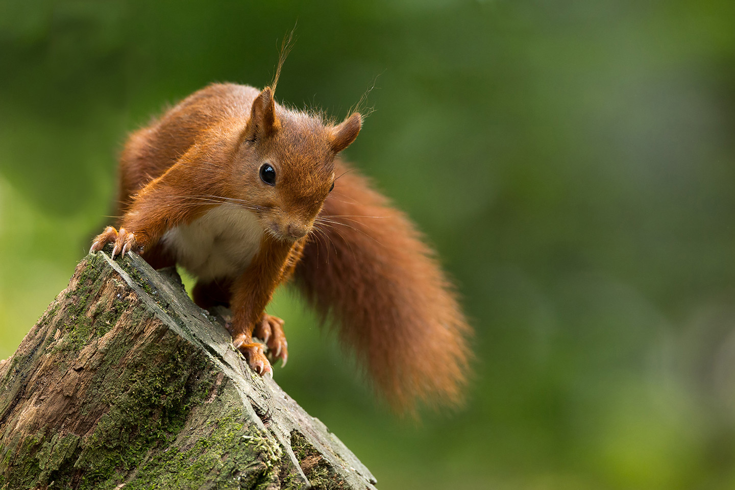 ecology 1600x1000.jpg