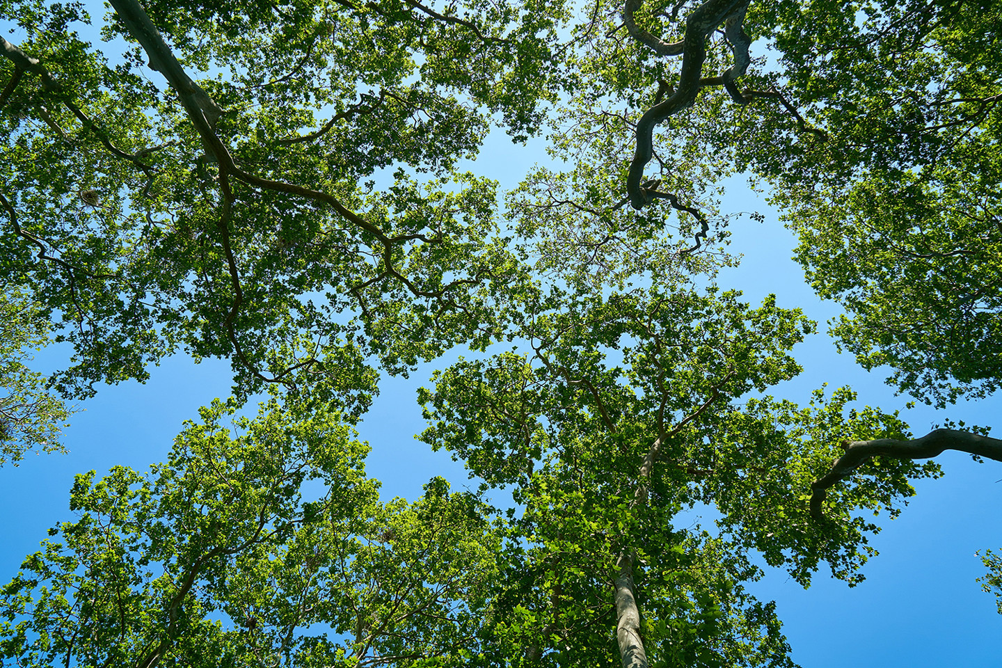 Urban canopy trees and blue sky