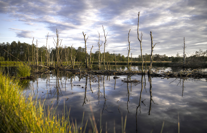 Lake with surrounding trees and trees protruding from water 