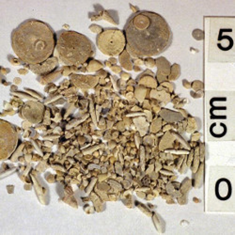 Particle Size Distribution