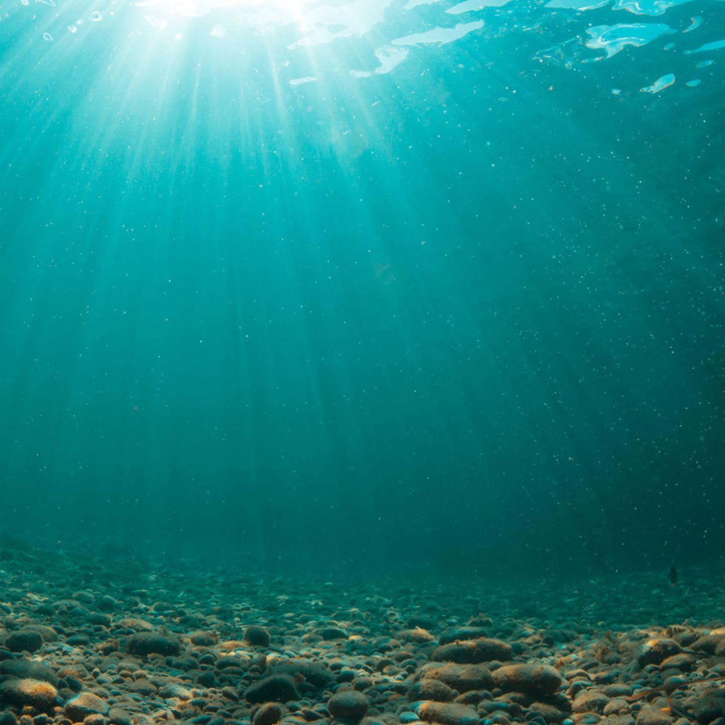 Improving Visibility Forecasts for ROV Operations
