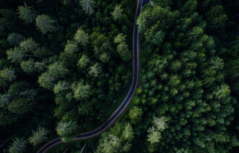 Green forest with road running through it 