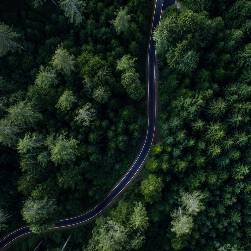 Green forest with road running through it 
