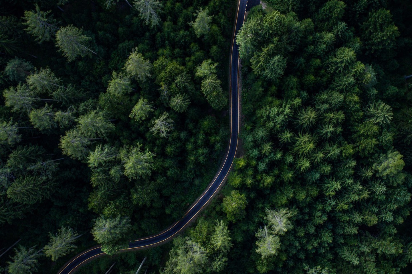 Green forest with road running through it 