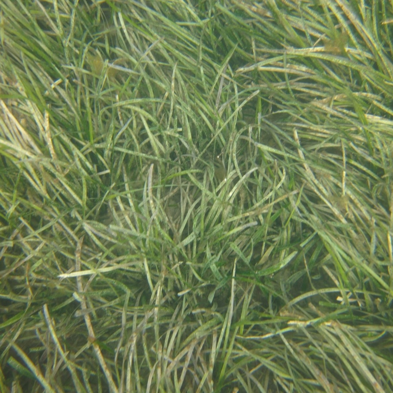 Seagrass