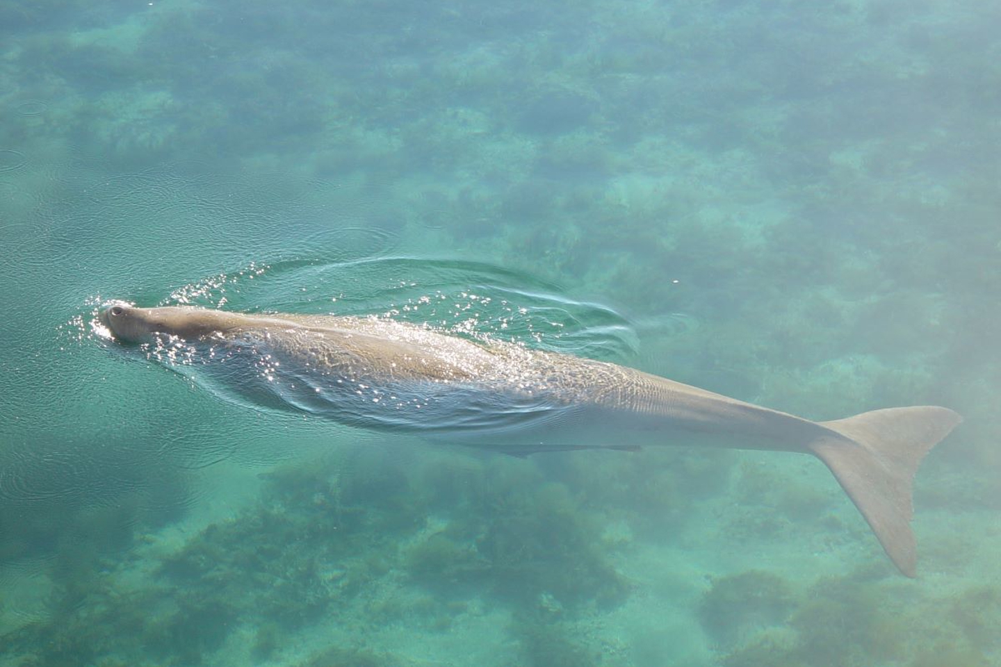 Dolphin at Barrow Island WA