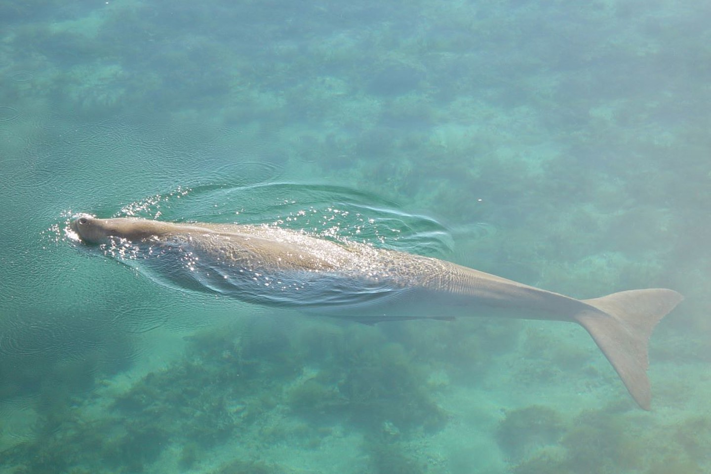 Dolphin at Barrow Island WA