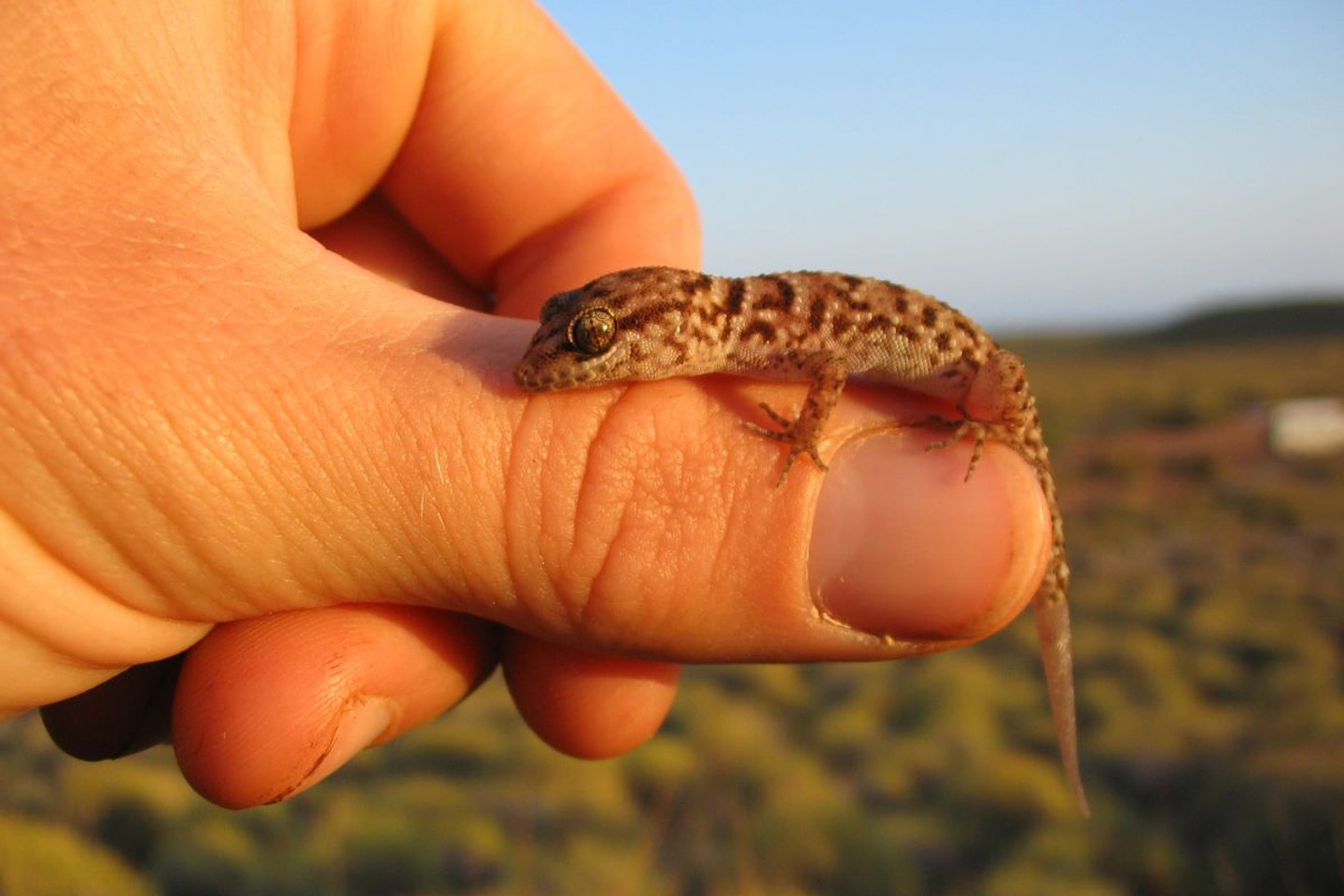 Hand holding Gecko on Barrrow Island WA