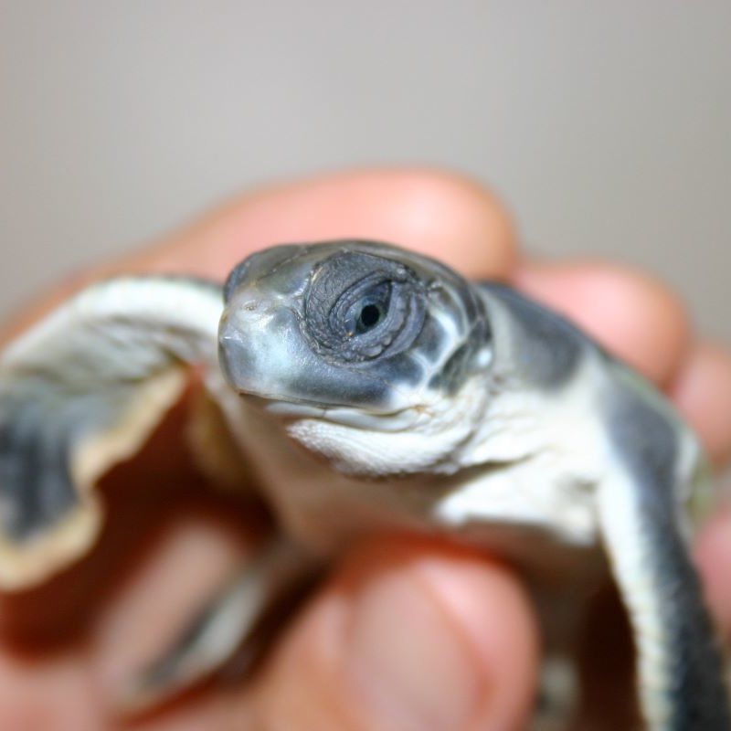 Turtle Hatching on Barrow Island WA