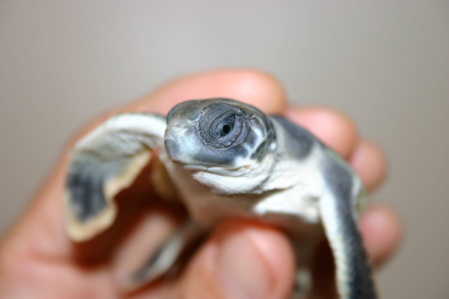 Turtle Hatching on Barrow Island WA
