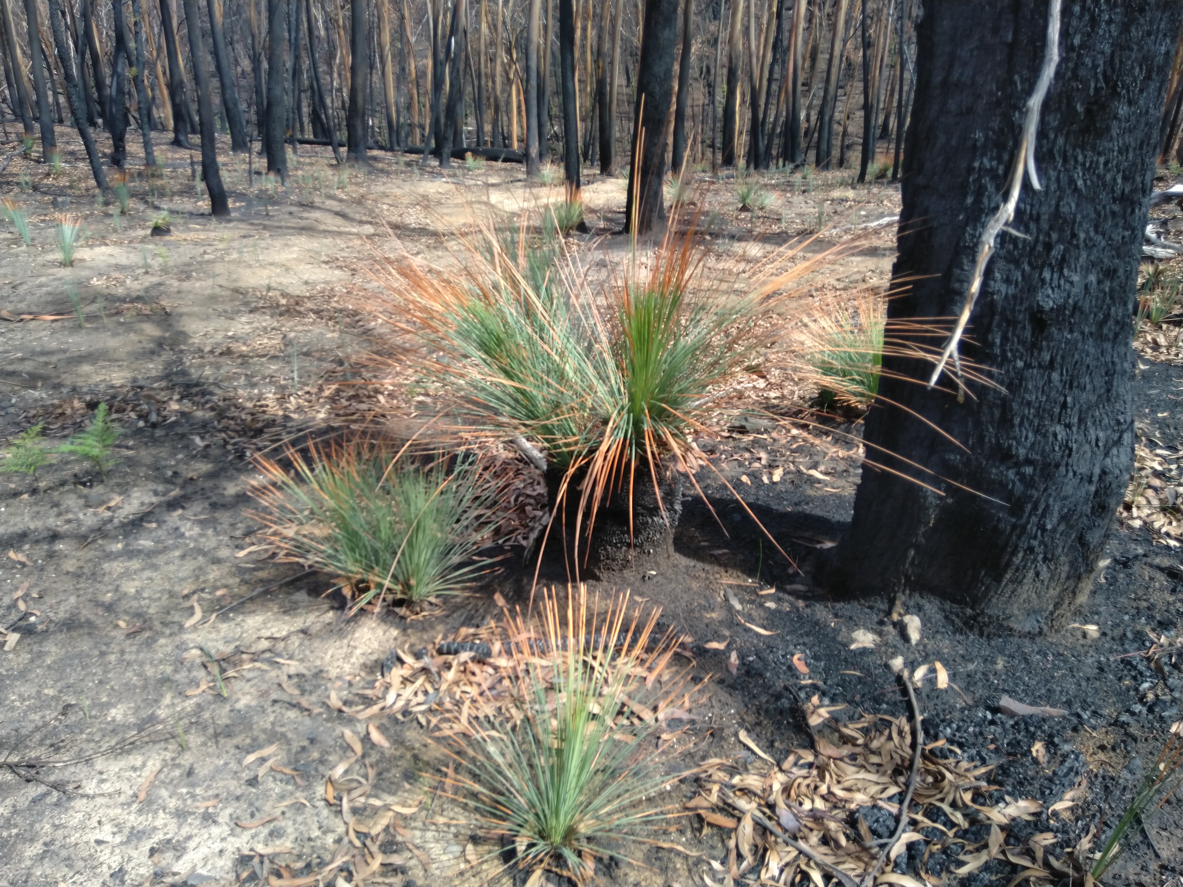 bushfire site.jpg