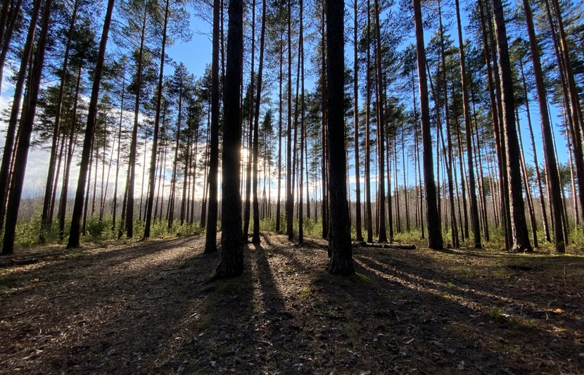 Woodland with blue sky 