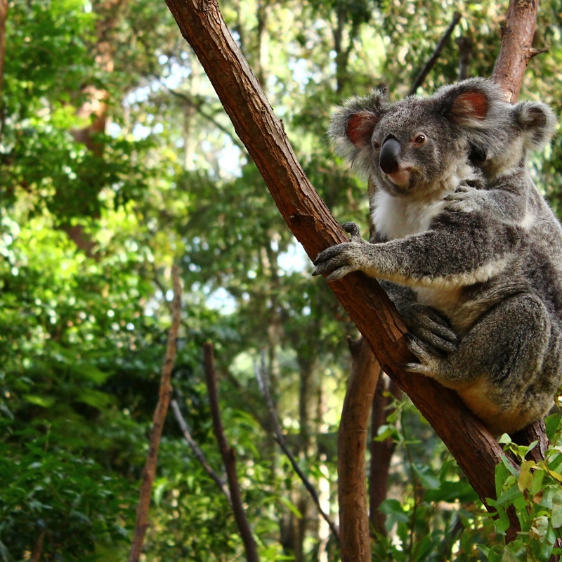 Koala and baby in tree
