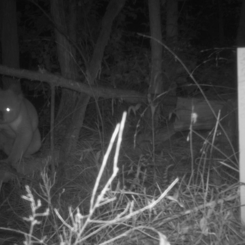 Night-Vision-Koala.jpg