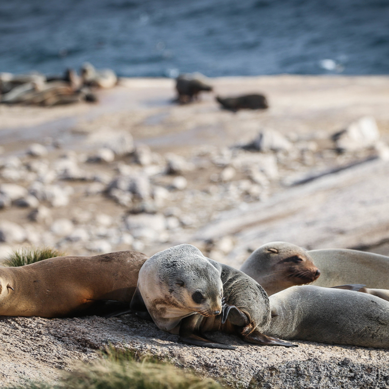 SOTS_Aus Fur Seals at Kanowna Island.jpg