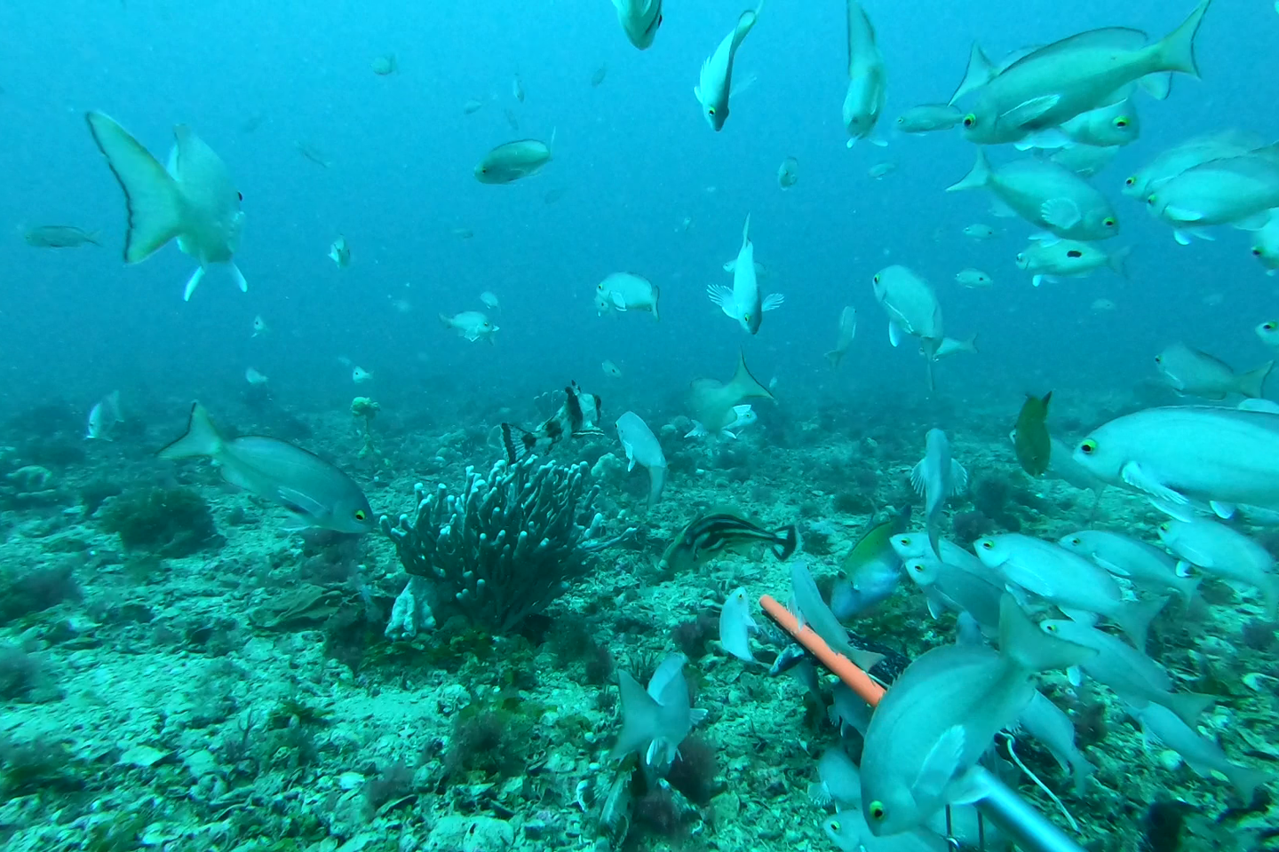 Underwater vision captured as part of the Star of the South summer fish surveys in 2020