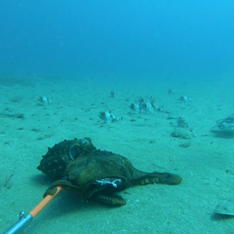 A curious interaction between octopus and shark captured during the summer fish surveys in 2020