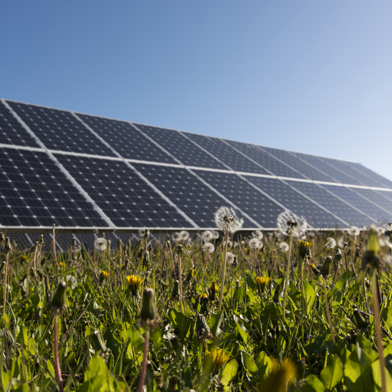 Renewable Solar Farm panels on display in a field 