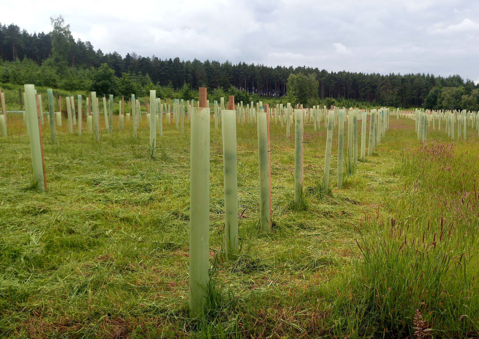 Rows of newly planted young trees wrapped in protective layer