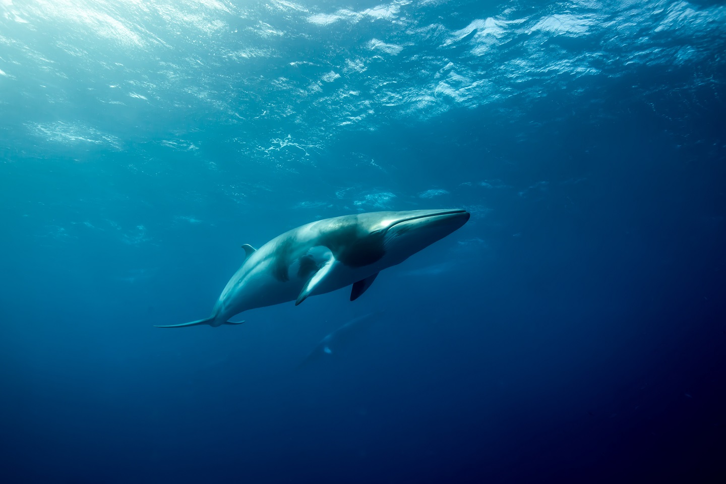 Dwarf minke whale
