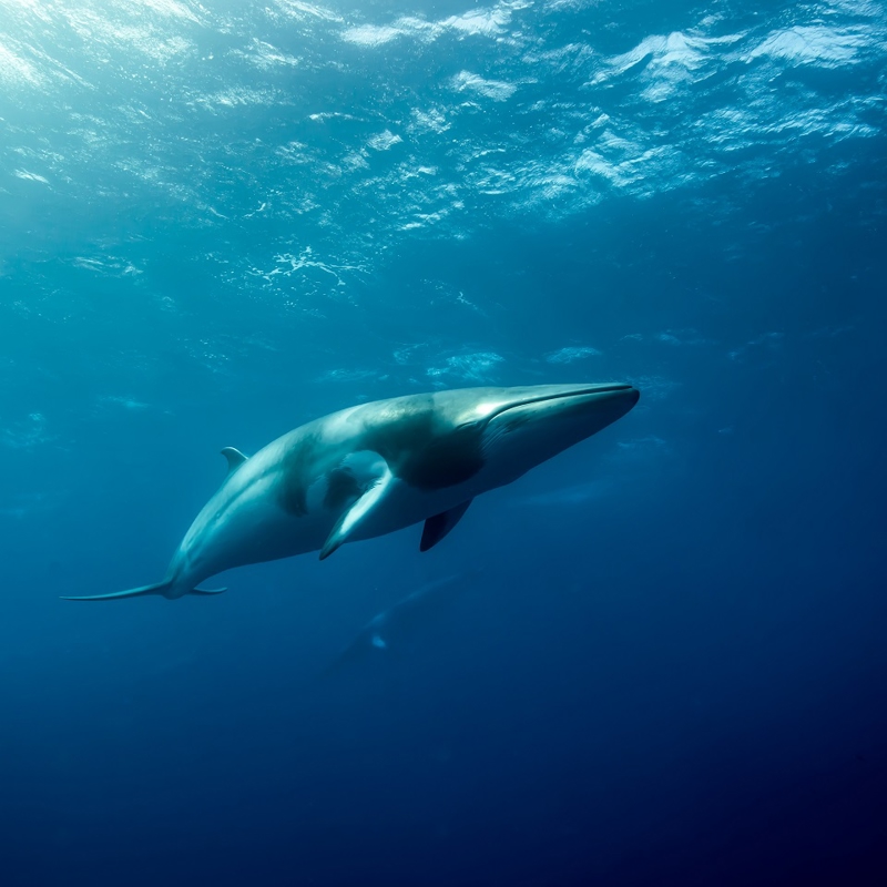 Dwarf minke whale