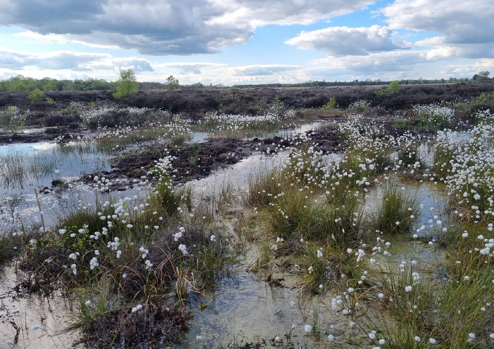 A field of Irish peatlands